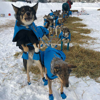 Squid Acres lead dogs are ready to run for Cody Strathe's YQ1000 team!